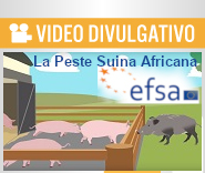 immagine febbre suina africana